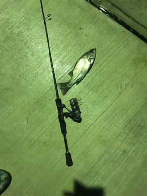 シーバス、アジ