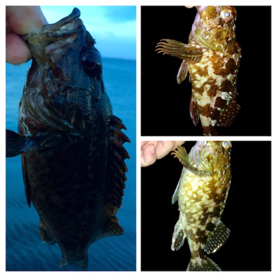 哀しみのレクチャーアジング