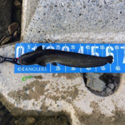 今日もデイナマ