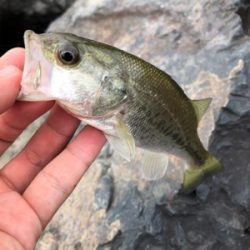 午前中短期間釣行！