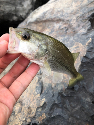 午前中短期間釣行！