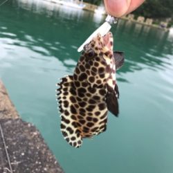 エギング・ライトワインド