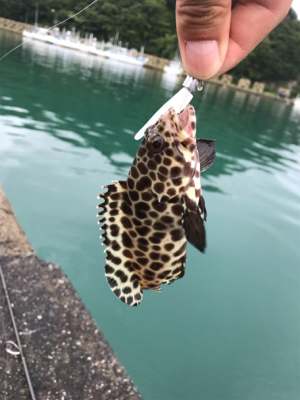 エギング・ライトワインド