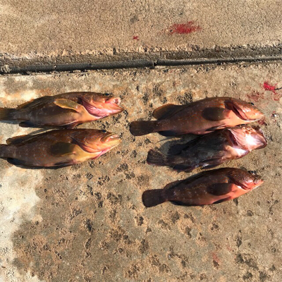 オヤジ達の釣り旅行3日目