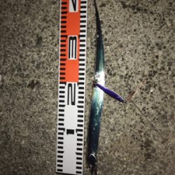 太刀魚はまだまだ小さい