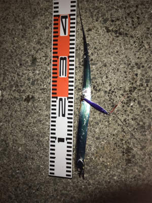 太刀魚はまだまだ小さい