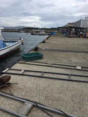 またまたアジング(1時間)