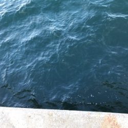 タチウオの顔見に行こうと