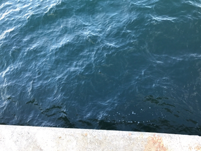 タチウオの顔見に行こうと