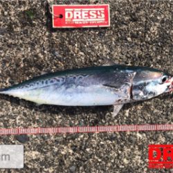 ショアジギング