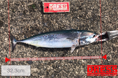 ショアジギング