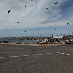 またまた海上釣堀オーパ！