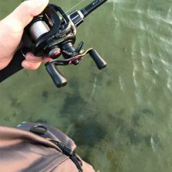 朝マズメトップ