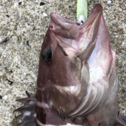 ヒラメを釣りたい