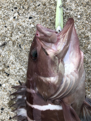 ヒラメを釣りたい