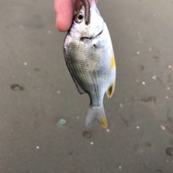 キス狙い in 浜の宮