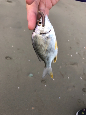 キス狙い in 浜の宮