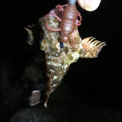 ケンサキ調査 結局ガシリング