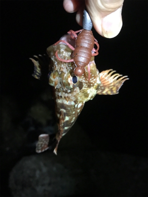 ケンサキ調査 結局ガシリング