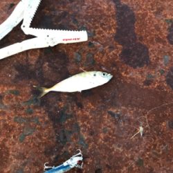 小サバ中サバ無限