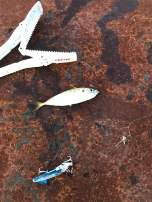 小サバ中サバ無限