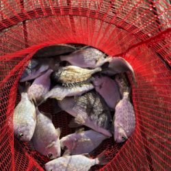 アタリが小さい