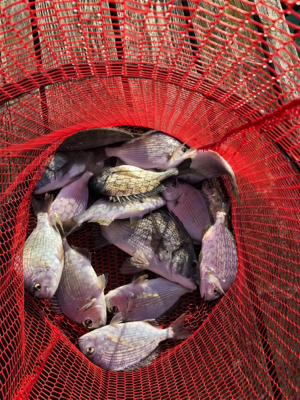 アタリが小さい