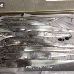 船タチウオ釣行