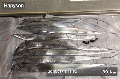 船タチウオ釣行