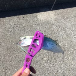 もう少しでハマチ