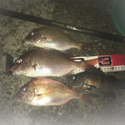 平磯ナイターでカゴ釣り