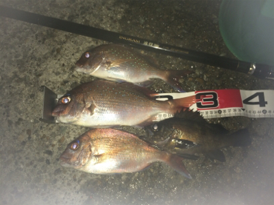 平磯ナイターでカゴ釣り