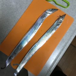 水軒にて人多い、タチウオはいる