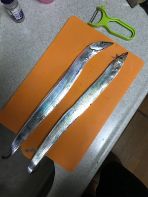 水軒にて人多い、タチウオはいる