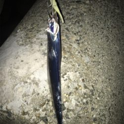 一応釣れたけど、、