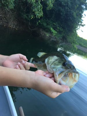 2か月ぶりの桜池