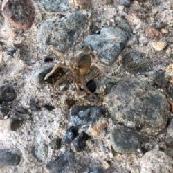 高砂港にもアジが来た