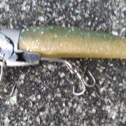 夏シーバス63センチ