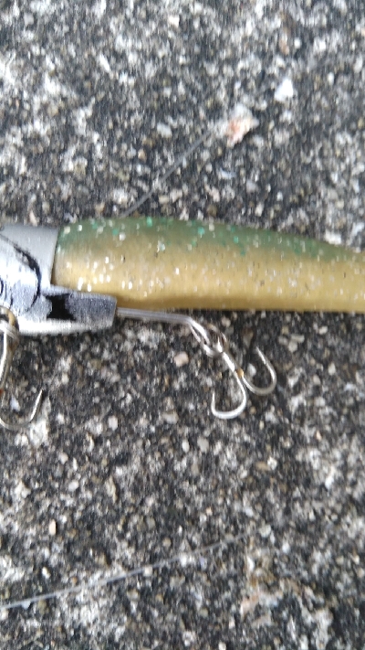 夏シーバス63センチ