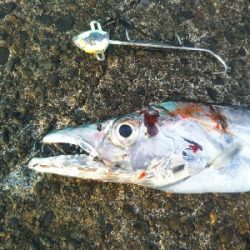 今年初のタチウオ