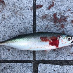 粘ってのサバタチ大漁♪