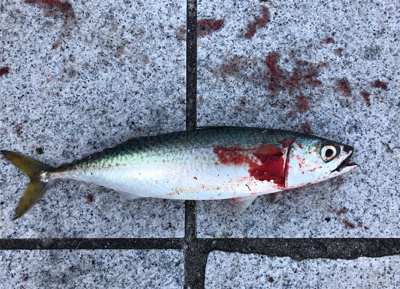 粘ってのサバタチ大漁♪