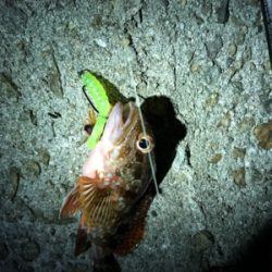 連日の楽しい釣行