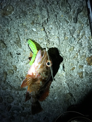 連日の楽しい釣行