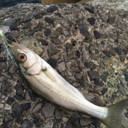 大サバ狙いからのカマス、ミニバス