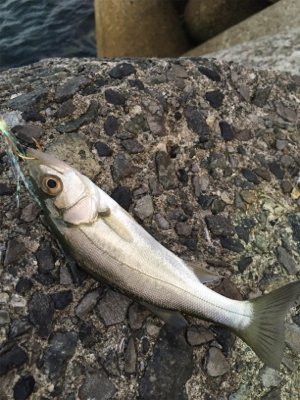 大サバ狙いからのカマス、ミニバス