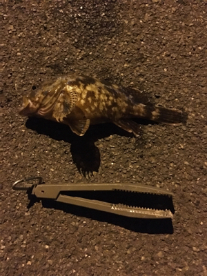 アオリイカ新子 調査