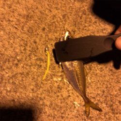 ナイトアジング3