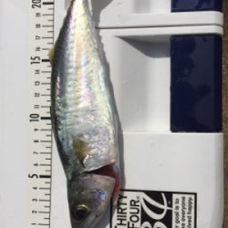 サビキでBigサバとアジ