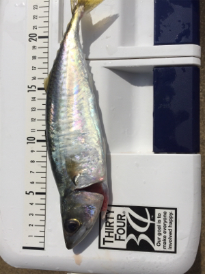 サビキでBigサバとアジ